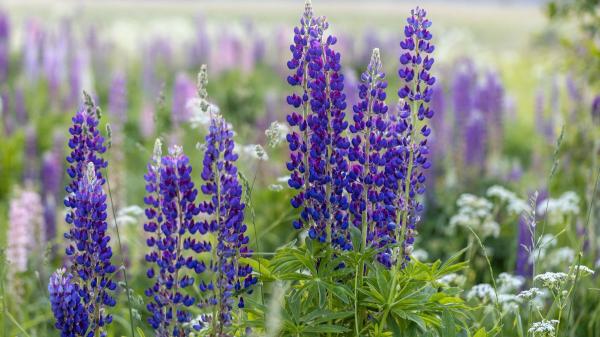 Ni geranio ni lavanda: la planta resistente que llena de color el jardín y ayuda a mantener alejadas las plagas en verano - La razón por la que el lupino mantiene alejadas a muchas plagas del jardín