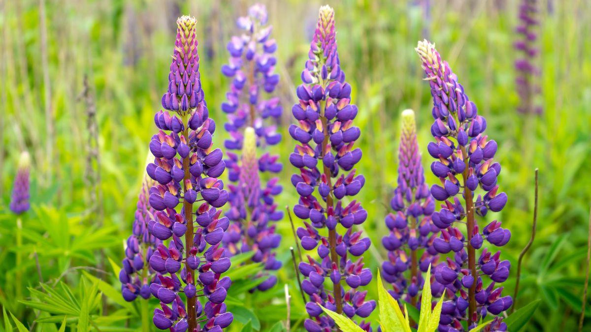 Ni geranio ni lavanda: la planta resistente que llena de color el jardín y ayuda a mantener alejadas las plagas en verano