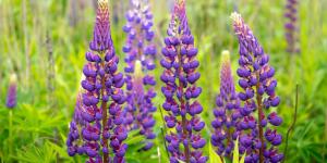 Ni geranio ni lavanda: la planta resistente que llena de color el jardín y ayuda a mantener alejadas las plagas en verano