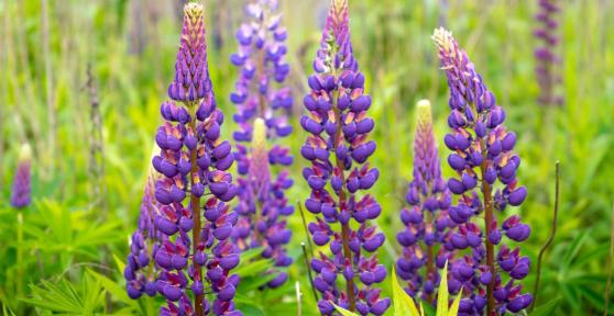 Ni geranio ni lavanda: la planta resistente que llena de color el jardín y ayuda a mantener alejadas las plagas en verano