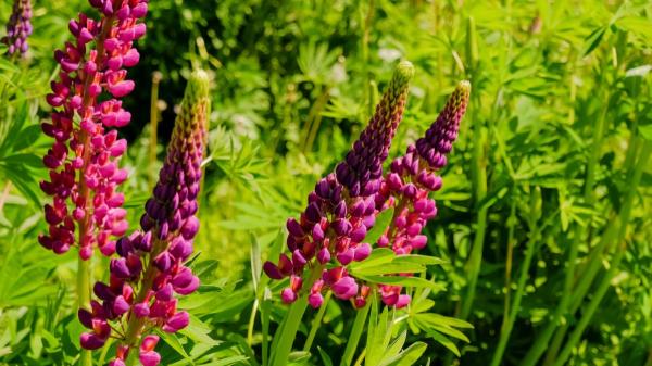 Ni geranio ni lavanda: la planta resistente que llena de color el jardín y ayuda a mantener alejadas las plagas en verano - No solo repele insectos: también transforma cualquier jardín con sus flores