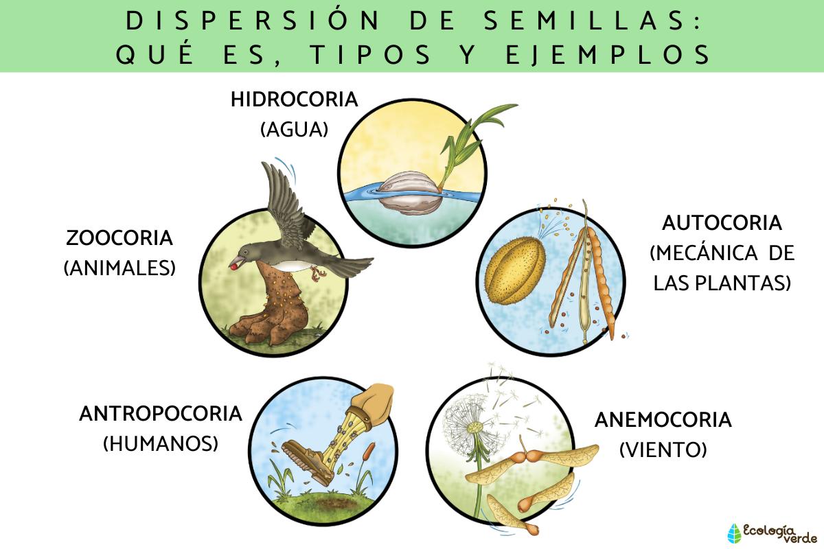 Dispersión de semillas: qué es, tipos y ejemplos