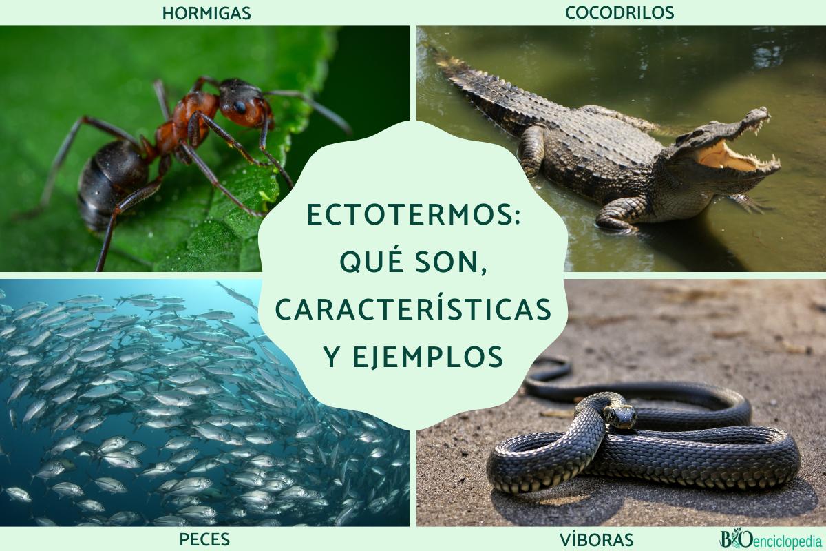 Ectotermos: qué son, características y ejemplos
