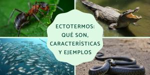 Ectotermos: qué son, características y ejemplos
