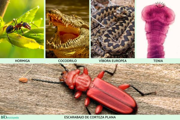 Ectotermos: qué son, características y ejemplos - Ejemplos de animales ectotermos