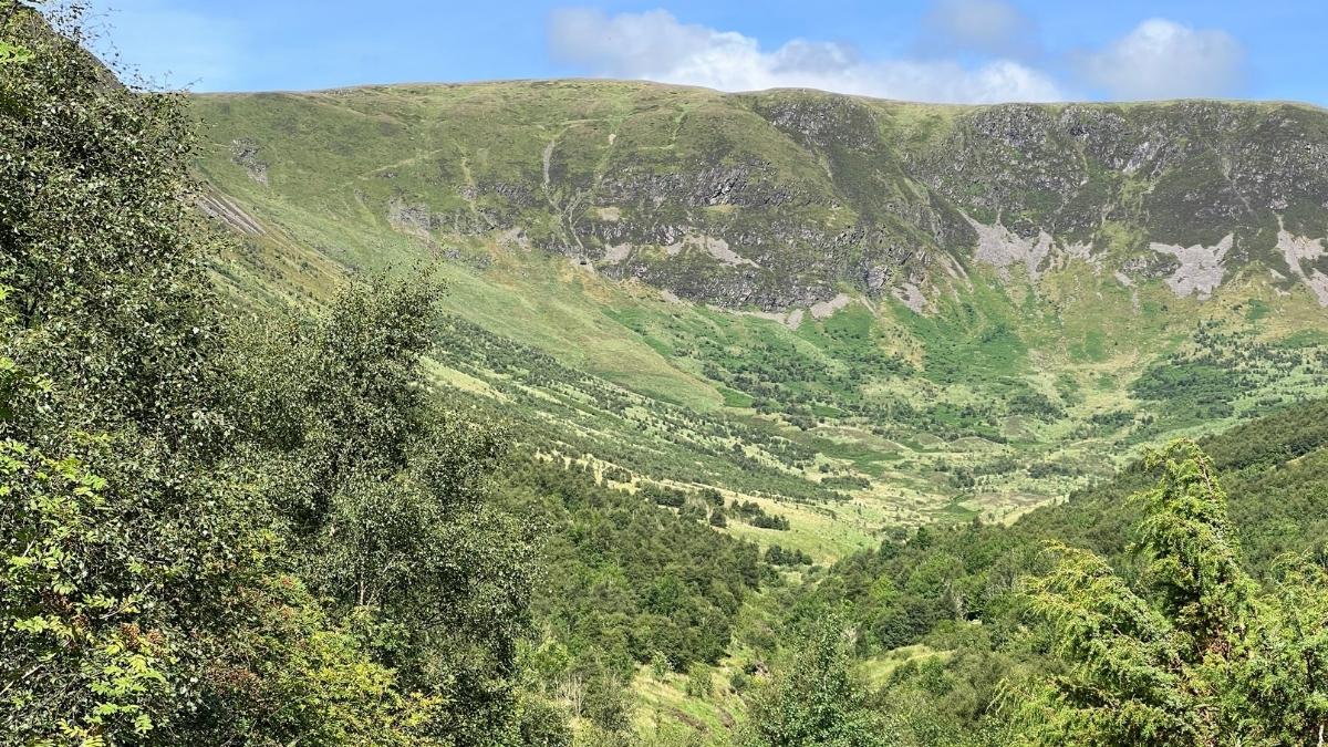 En el año 2000 plantaron solo 100 ramas y alejaron a miles de ovejas en Escocia: 25 años después, se ha convertido en un bosque de 750.000 árboles