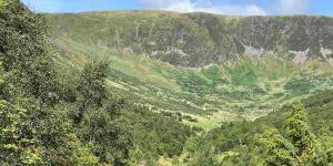 En el año 2000 plantaron solo 100 ramas y alejaron a miles de ovejas en Escocia: 25 años después, se ha convertido en un bosque de 750.000 árboles