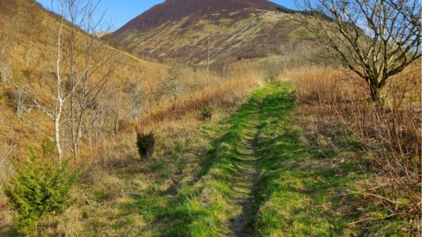 En el año 2000 plantaron solo 100 ramas y alejaron a miles de ovejas en Escocia: 25 años después, se ha convertido en un bosque de 750.000 árboles - Flores, arbustos y animales volvieron poco a poco a un valle que llevaba siglos degradado