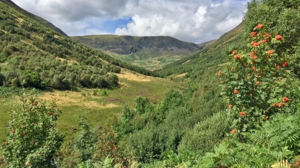 En el año 2000 plantaron solo 100 ramas y alejaron a miles de ovejas en Escocia: 25 años después, se ha convertido en un bosque de 750.000 árboles - La historia comenzó en los años 90: 600 personas se unieron para recuperar el antiguo bosque