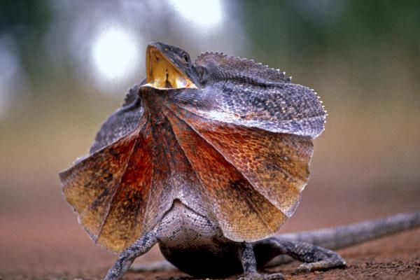 Ectotermos: qué son, características y ejemplos - Qué son los ectotermos