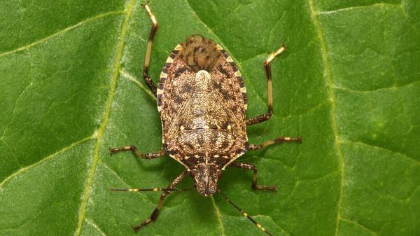 La chinche apestosa aparece en otoño: cómo identificarla y evitar que dañe tus plantas y frutales - Cómo reconocer a la chinche apestosa entre otros insectos