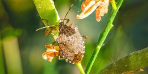 La chinche apestosa aparece en otoño: cómo identificarla y evitar que dañe tus plantas y frutales