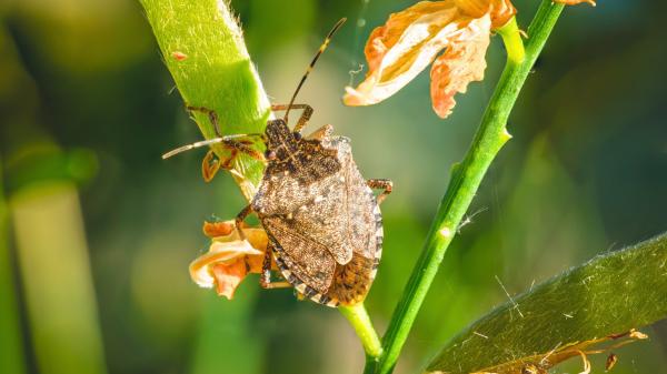 La chinche apestosa aparece en otoño: cómo identificarla y evitar que dañe tus plantas y frutales