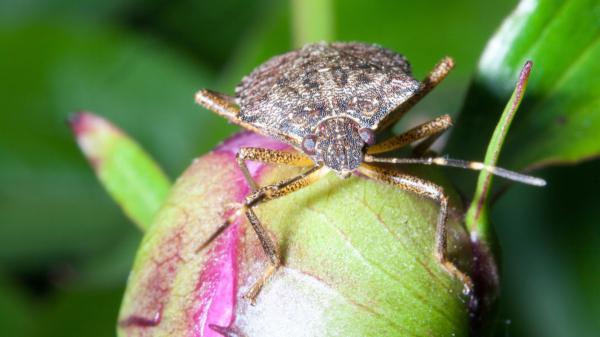 La chinche apestosa aparece en otoño: cómo identificarla y evitar que dañe tus plantas y frutales - Las plantas y frutos que puede atacar