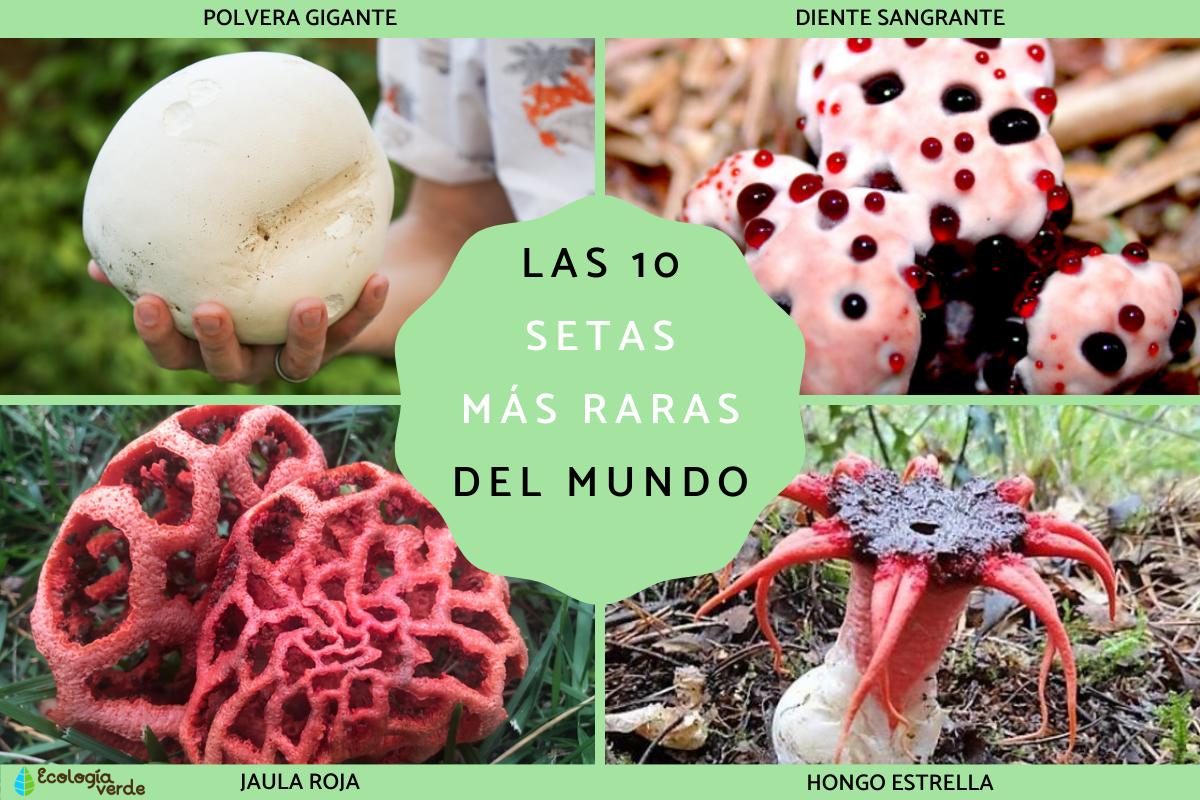 Las setas más raras del mundo
