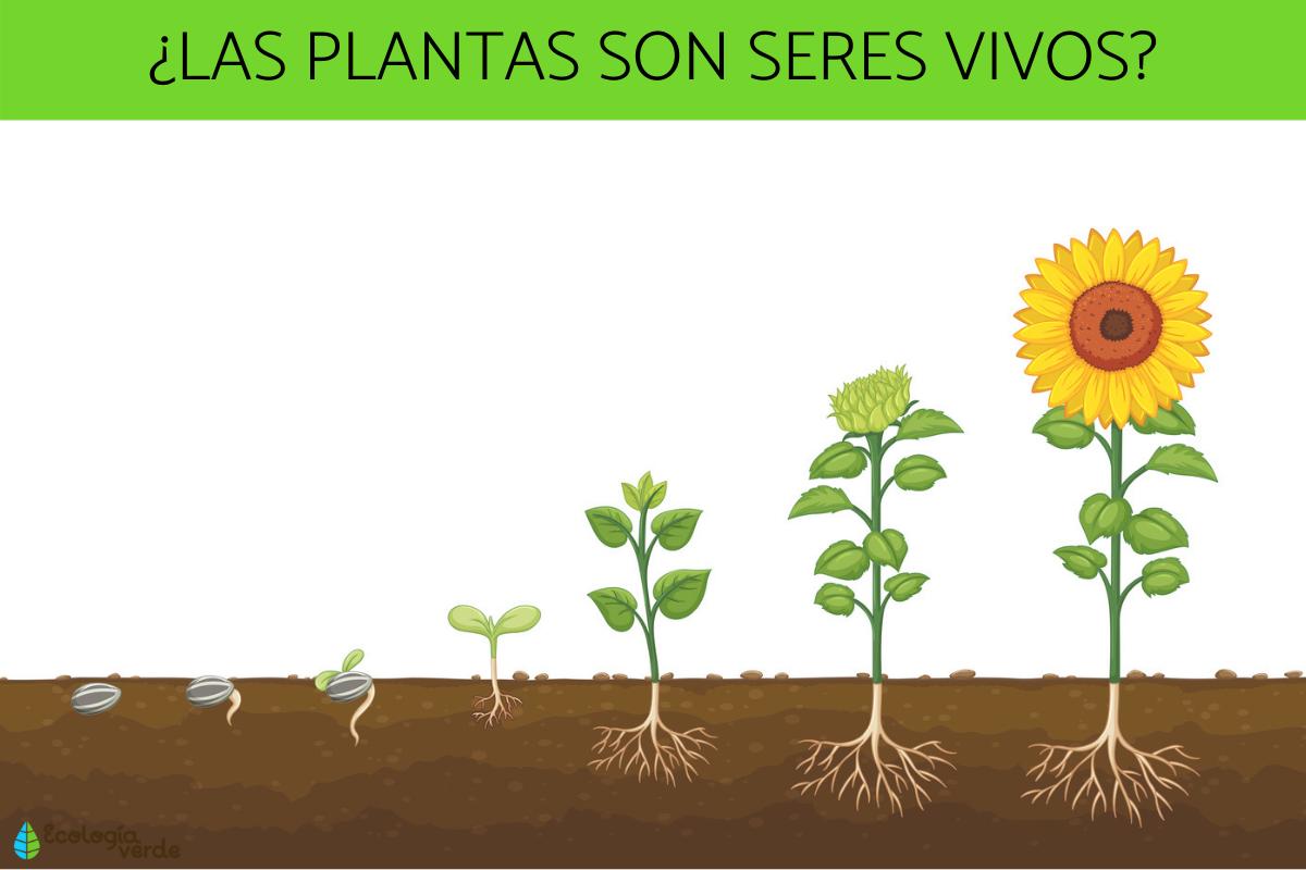 Por qué las plantas son seres vivos