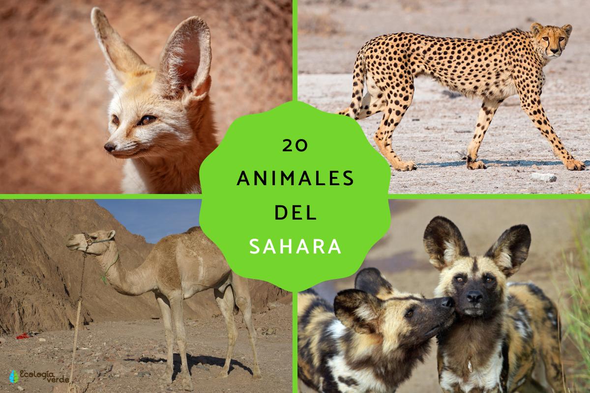 Animales del desierto del Sáhara
