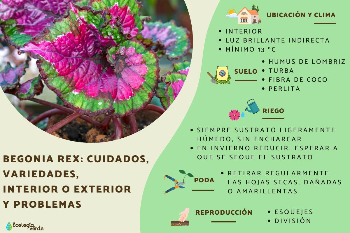 Begonia rex: cuidados, variedades, interior o exterior y problemas