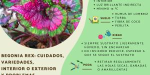 Begonia rex: cuidados, variedades, interior o exterior y problemas
