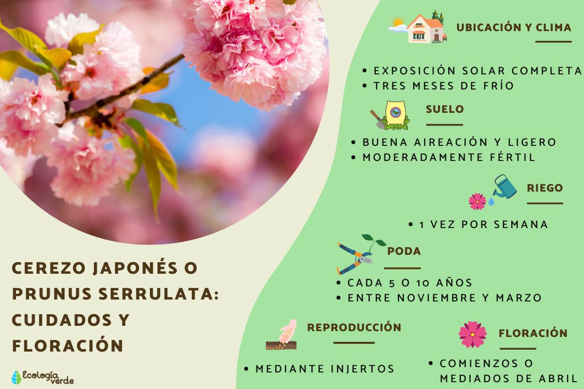 Cerezo japonés o Prunus serrulata: cuidados y floración