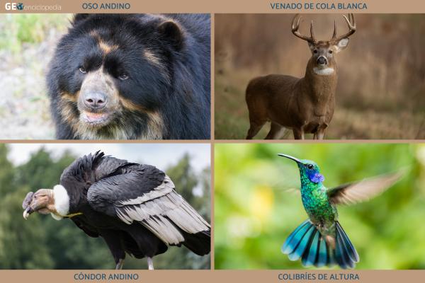 Páramos: qué son, características, tipos, flora y fauna - ¿Cómo es la fauna de los páramos?