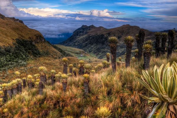 Páramos: qué son, características, tipos, flora y fauna - ¿Cómo es la flora de los páramos?