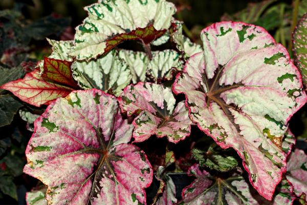 Begonia rex: cuidados, variedades, interior o exterior y problemas - ¿Cómo y cuándo regar la Begonia rex?