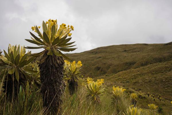 Páramos: qué son, características, tipos, flora y fauna - ¿Cuáles son los tipos de páramos?