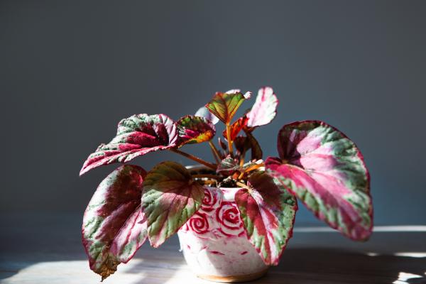 Begonia rex: cuidados, variedades, interior o exterior y problemas - ¿Dónde colocar la Begonia rex: interior o exterior?