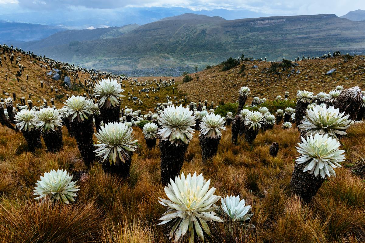 Páramos: qué son, características, tipos, flora y fauna