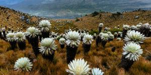 Páramos: qué son, características, tipos, flora y fauna