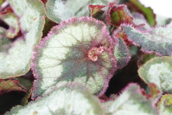 Begonia rex: cuidados, variedades, interior o exterior y problemas - ¿Por qué mi Begonia rex pierde color?