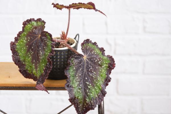 Begonia rex: cuidados, variedades, interior o exterior y problemas - ¿Qué maceta usar para la Begonia rex?