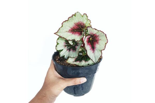 Begonia rex: cuidados, variedades, interior o exterior y problemas - ¿Qué sustrato usar para la Begonia rex?