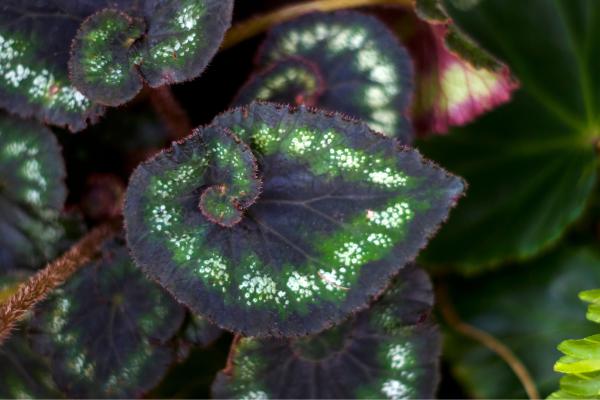 Begonia rex: cuidados, variedades, interior o exterior y problemas - ¿Qué variedades de Begonia rex existen?