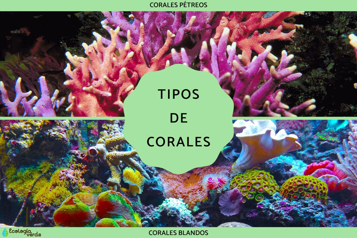 Tipos de corales