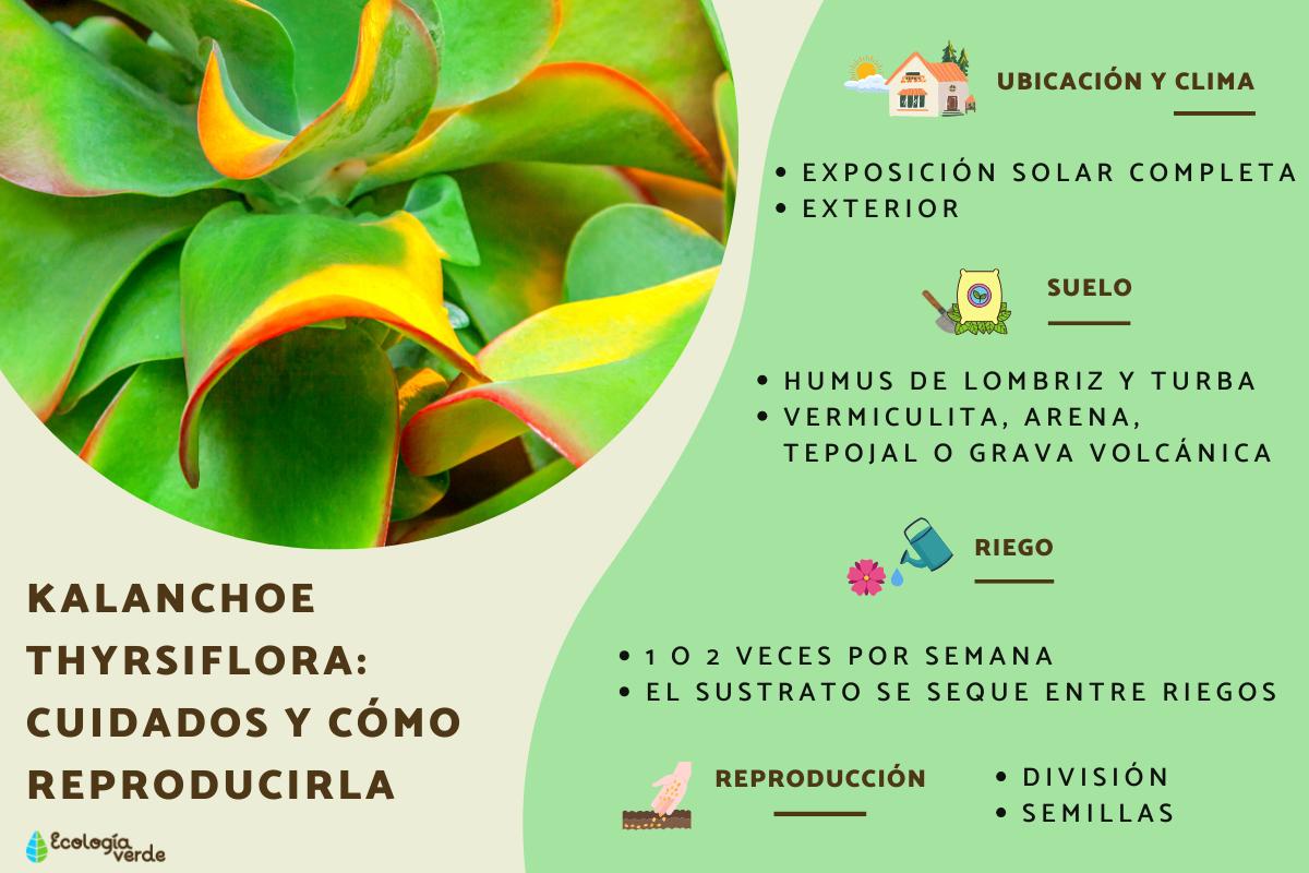 Kalanchoe thyrsiflora: cuidados y cómo reproducirla
