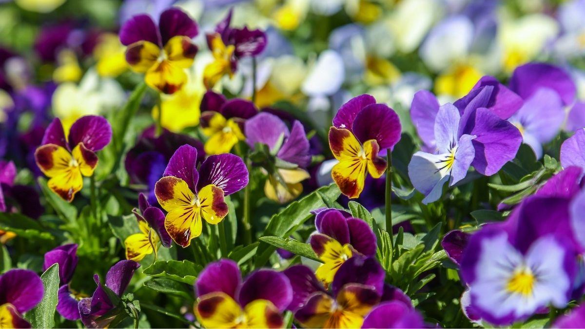 Las plantas que debes plantar en marzo para tener un jardín espectacular en primavera