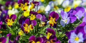 Las plantas que debes plantar en marzo para tener un jardín espectacular en primavera