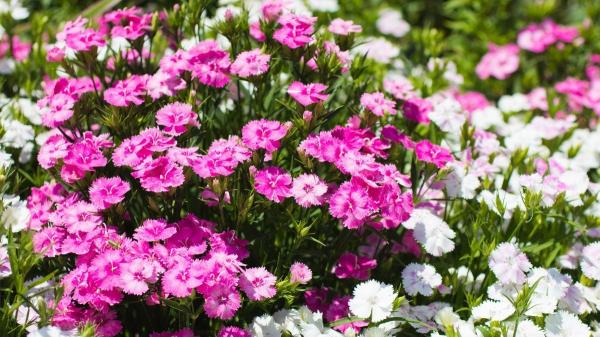 Las plantas que debes plantar en marzo para tener un jardín espectacular en primavera - Plantas duraderas y de bajo mantenimiento para equilibrar el jardín de primavera