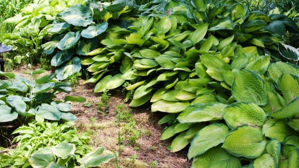 Las plantas que debes plantar en marzo para tener un jardín espectacular en primavera - Plantas sin flores que dan vida y estructura a tu jardín de marzo