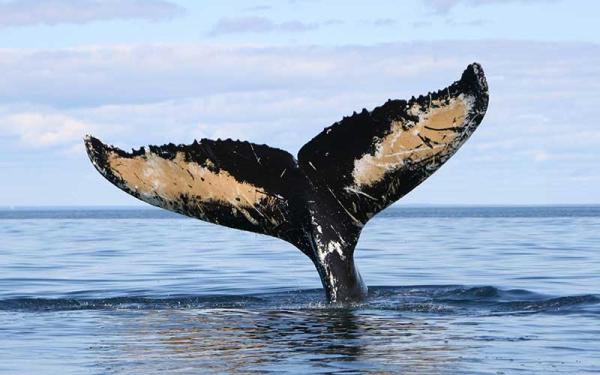 Ballenas - Características de las ballenas