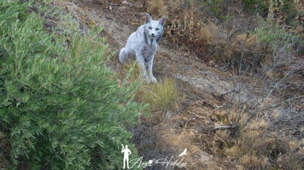 Satureja, la sorprendente lince blanca aparece de nuevo y está cambiando de color - El encuentro con el “fantasma blanco” del bosque 