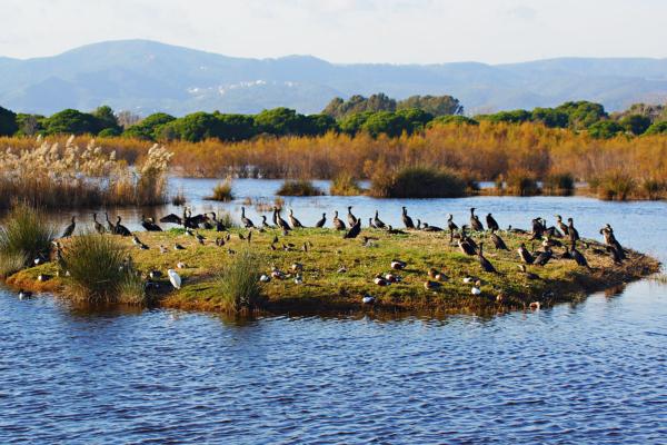 Parques Naturales de Cataluña - Espacio Natural Protegido Delta de Llobregat