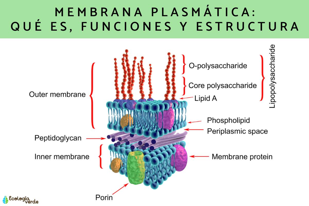 Membrana plasmática: qué es, funciones y estructura