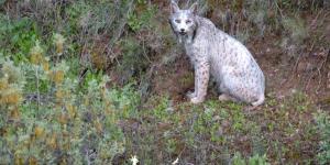 Satureja, la sorprendente lince blanca aparece de nuevo y está cambiando de color