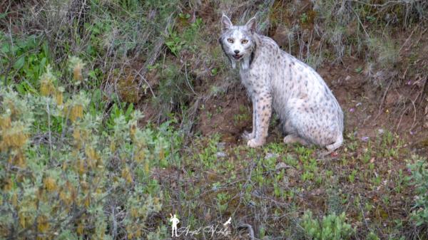 Satureja, la sorprendente lince blanca aparece de nuevo y está cambiando de color