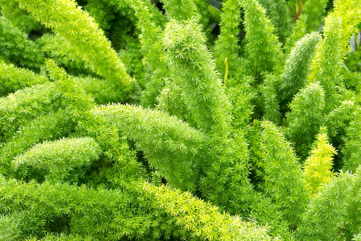 51 Plantas Verdes De Interior Nombres Cuidados Y Fotos 8738