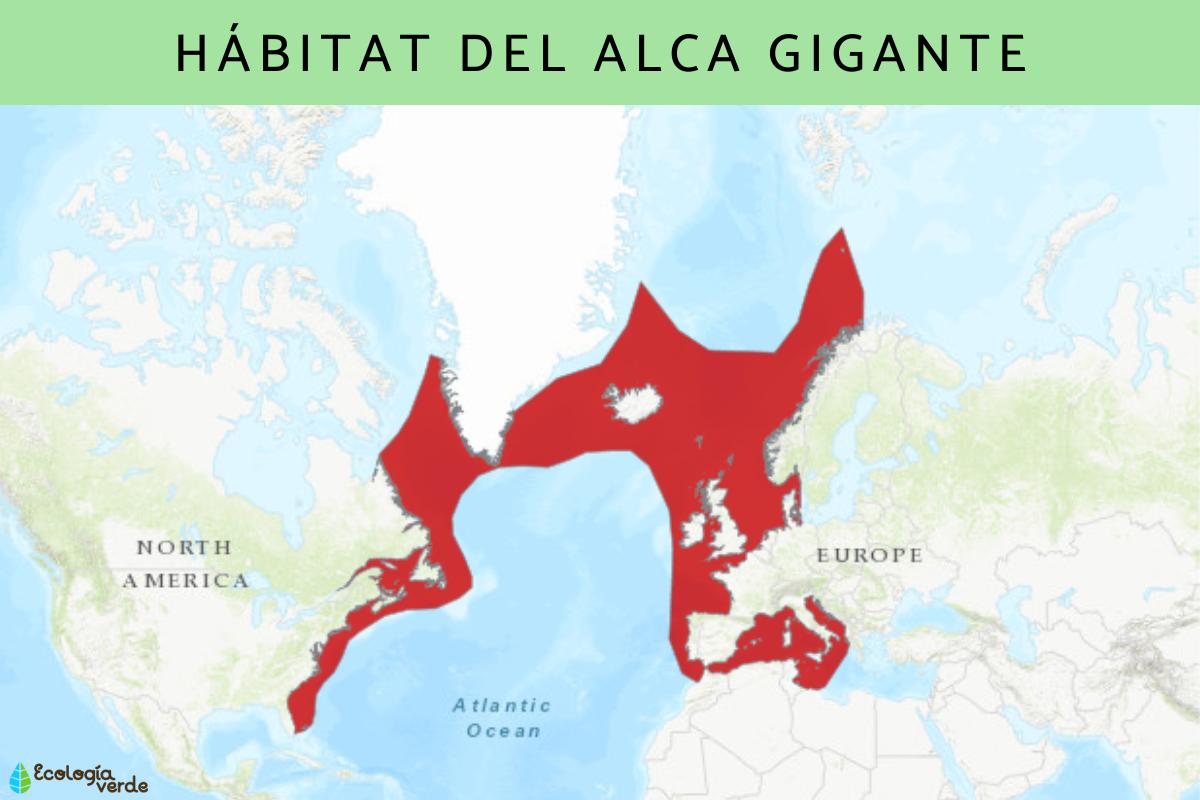 Alca gigante: por qué se extinguió, hábitat y alimentación - Resumen y ...