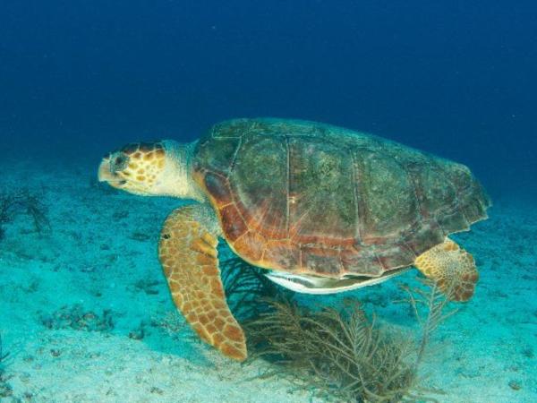 Tortuga marina - Reproducción de la tortuga marina